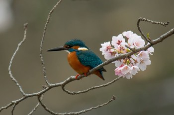 Common Kingfisher Unknown Spots Wed, 3/22/2023