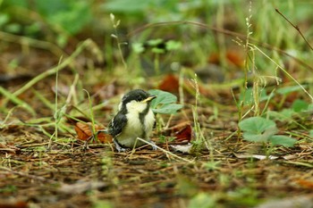 Japanese Tit Nogawa Unknown Date