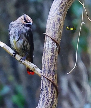 Japanese Waxwing Unknown Spots Unknown Date