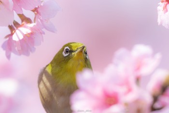 メジロ 薬師池公園 2023年3月12日(日)