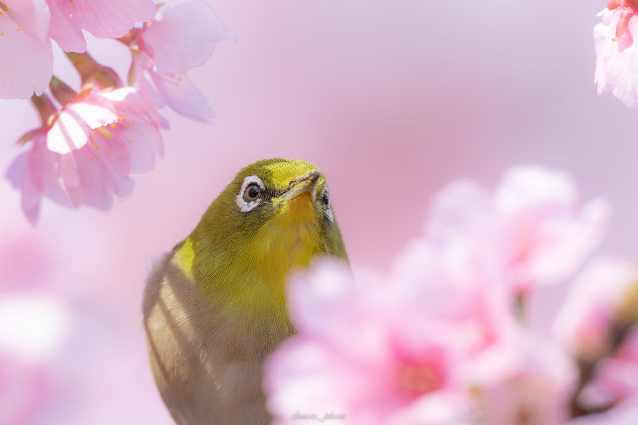 薬師池公園 メジロの写真 by Daison