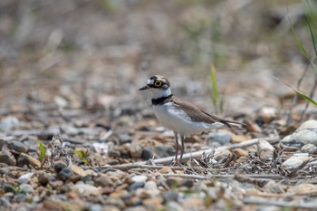 コチドリ 魚住海岸 2018年5月10日(木)