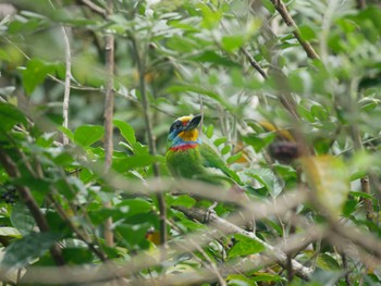 タイワンゴシキドリ 台北植物園 2023年3月21日(火)