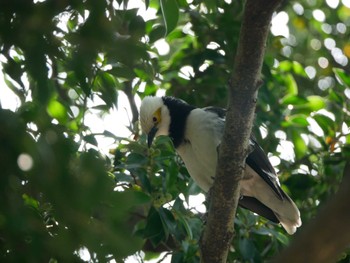 Black-collared Starling 台北植物園 Mon, 3/20/2023