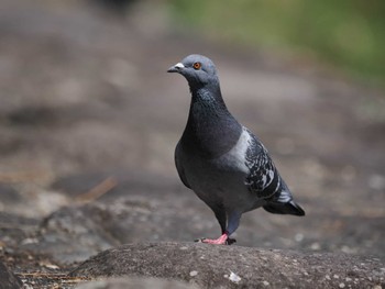 Rock Dove 中島川 石橋群周辺(長崎市) Sat, 4/9/2022