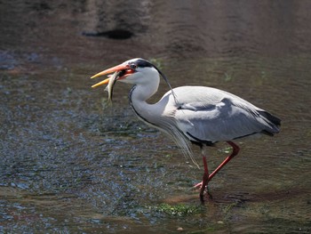 Grey Heron 中島川 石橋群周辺(長崎市) Sat, 4/9/2022