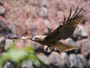 Black Kite 中島川 石橋群周辺(長崎市) Sat, 4/9/2022