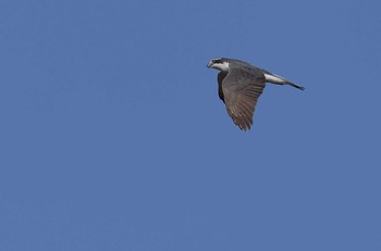 Eurasian Goshawk 愛知県 Sun, 3/19/2023