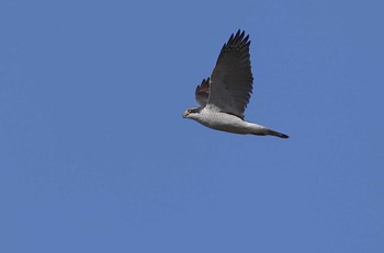 Eurasian Goshawk 愛知県 Sun, 3/19/2023