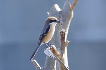 Bull-headed Shrike 東京都 Sun, 3/19/2023