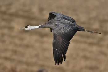 Hooded Crane Izumi Crane Observation Center Sat, 1/21/2023