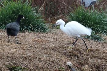 コサギ 明石公園 2023年1月15日(日)