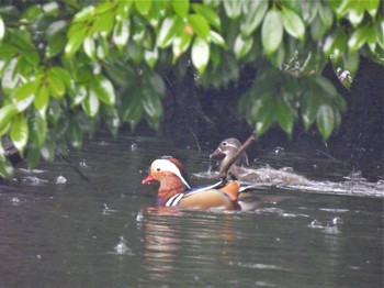 Sat, 3/18/2023 Birding report at Shinjuku Gyoen National Garden