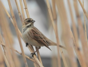 2023年3月21日(火) 鶴見川の野鳥観察記録