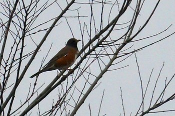 Brown-headed Thrush Watarase Yusuichi (Wetland) Thu, 3/23/2023