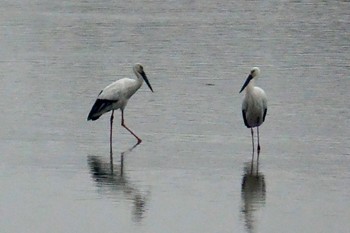 Oriental Stork Watarase Yusuichi (Wetland) Thu, 3/23/2023