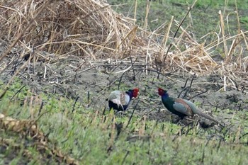 Green Pheasant Watarase Yusuichi (Wetland) Thu, 3/23/2023