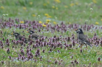 White-cheeked Starling Watarase Yusuichi (Wetland) Thu, 3/23/2023