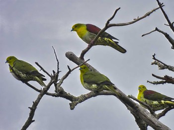 アオバト 奈良公園 2023年3月23日(木)