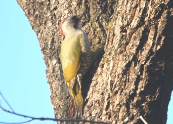 Japanese Green Woodpecker 東京都立桜ヶ丘公園(聖蹟桜ヶ丘) Sun, 3/19/2023