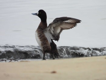 Greater Scaup 安濃川河口 Thu, 2/23/2023