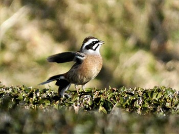 2023年3月22日(水) 裾野の野鳥観察記録