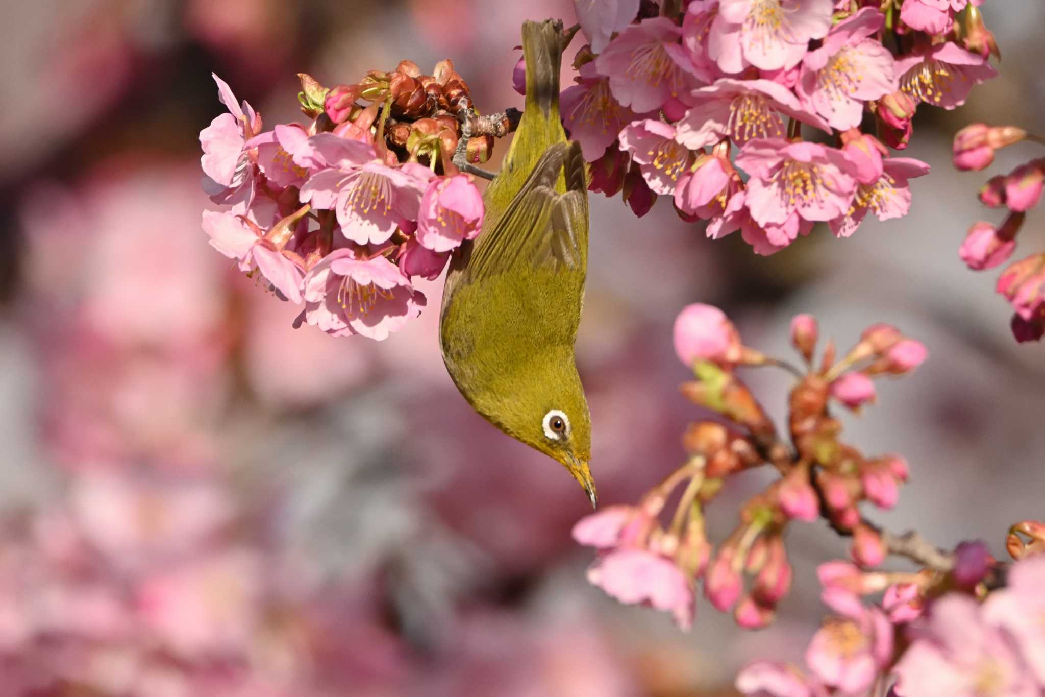 河津桜とメジロ by yoshi