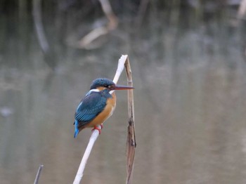 カワセミ 東京港野鳥公園 2023年3月17日(金)