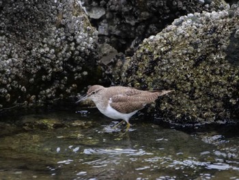 イソシギ 東京港野鳥公園 2023年3月17日(金)