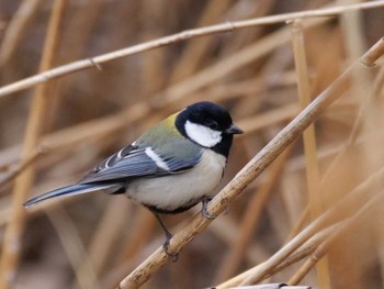 シジュウカラ 東京港野鳥公園 2023年3月17日(金)