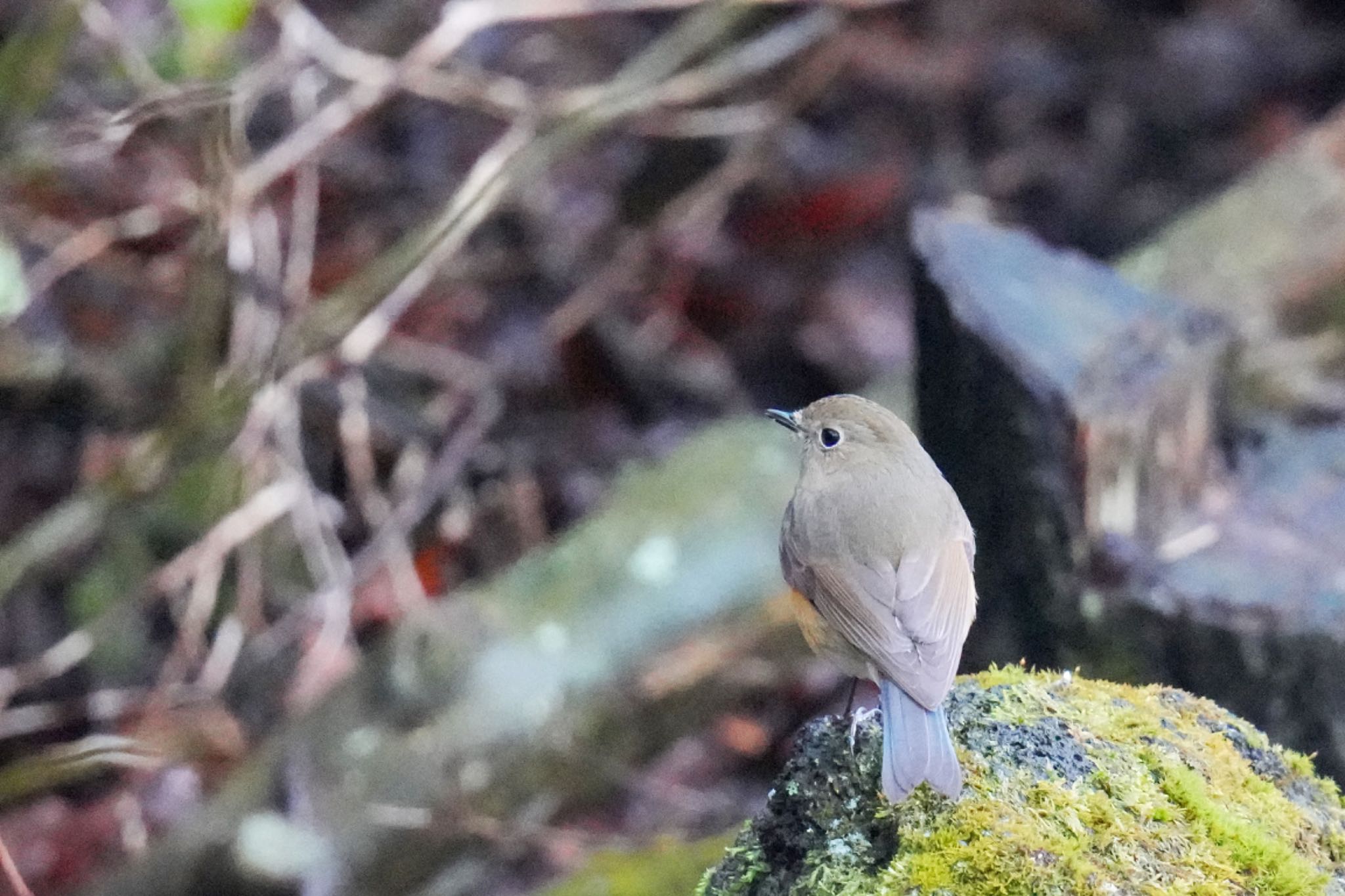 西湖野鳥の森公園 ルリビタキの写真 by アポちん