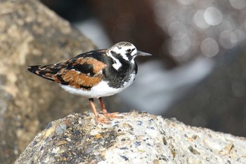 キョウジョシギ 場所が不明 2018年5月15日(火)