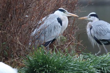 アオサギ 明石公園 2023年1月15日(日)