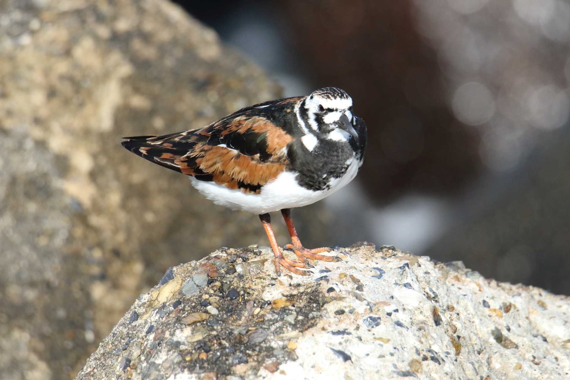 新浦安 キョウジョシギの写真 by マイク