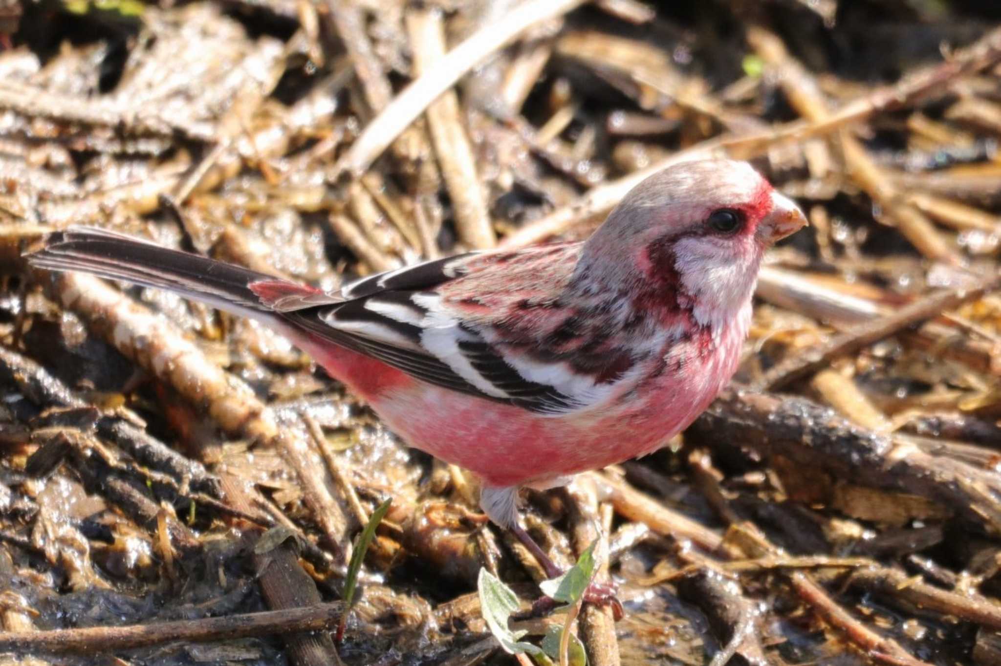 Siberian Long-tailed Rosefinch