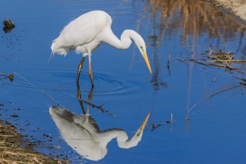 Great Egret 皿池(明石市大久保町) Fri, 3/3/2023