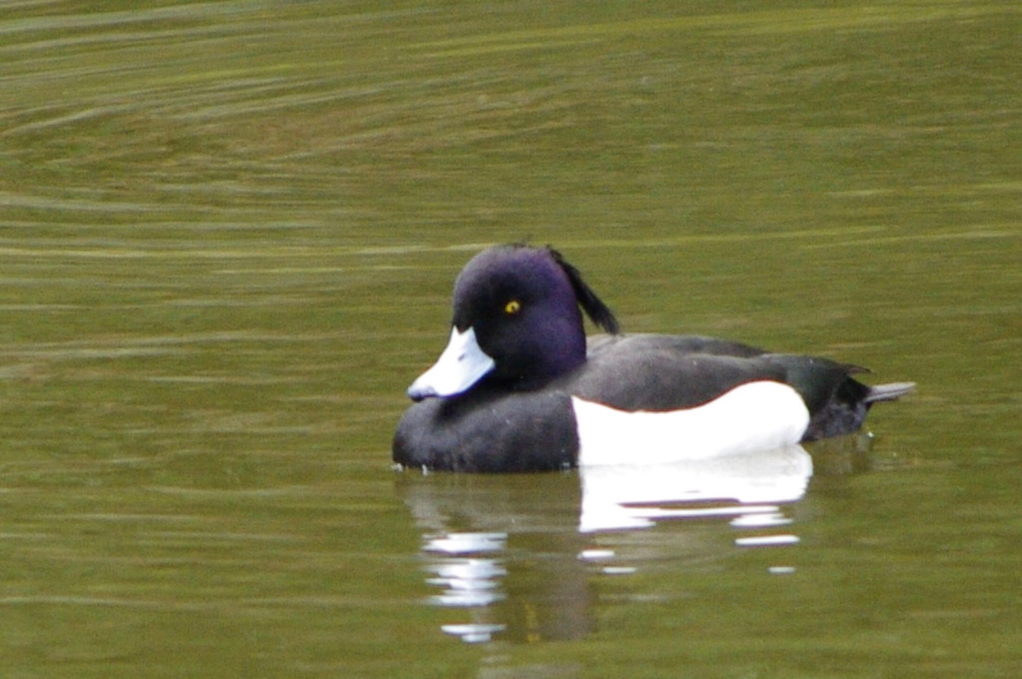 Photo of Tufted Duck at 都筑中央公園 by まさ