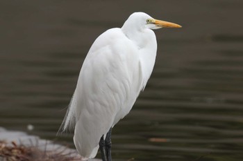 ダイサギ 明石公園 2023年1月15日(日)