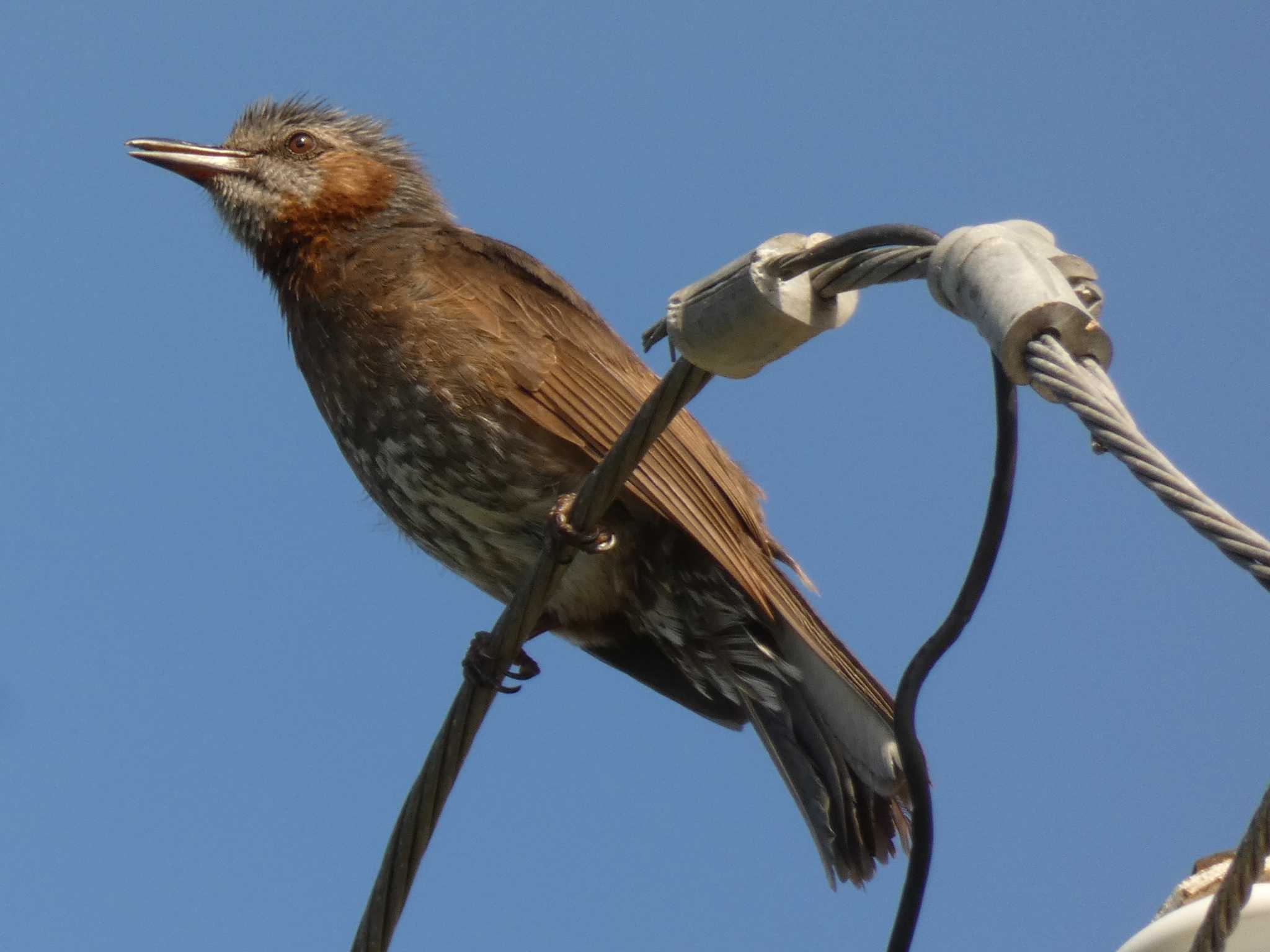 Photo of Brown-eared Bulbul(ogawae) at Yoron Island by あおこん