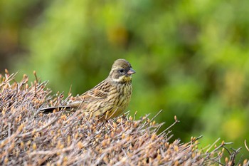 Masked Bunting 金井遊水地(金井遊水池) Fri, 3/24/2023