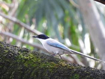 Azure-winged Magpie 玉川上水 Fri, 3/24/2023