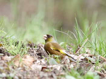 2023年3月24日(金) 横浜市立金沢自然公園の野鳥観察記録