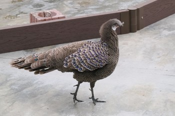 Grey Peacock-Pheasant