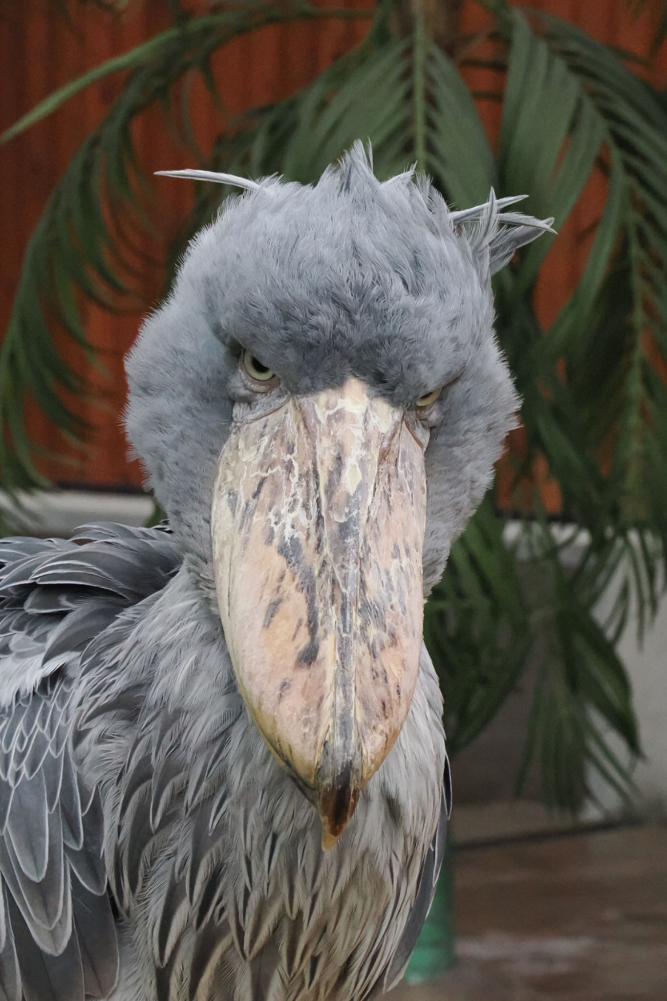 ハシビロコウ | ZooPicker ハシビロコウ | ZooPicker