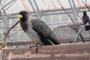 ハイイロエボシドリ 静岡県 2023年3月23日(木)