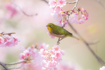 メジロ 薬師池公園 2023年3月12日(日)