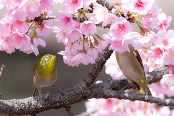 メジロ 薬師池公園 2023年3月12日(日)