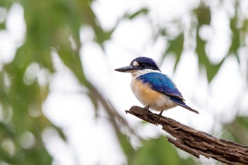 モリショウビン Rifle Creek Rest Area(Cairns) 2018年5月5日(土)