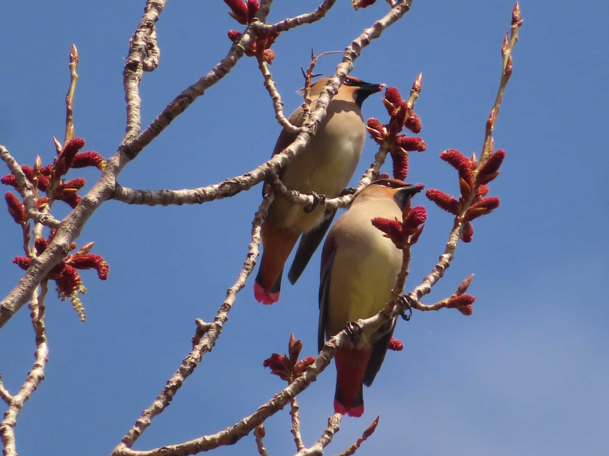 Japanese Waxwing