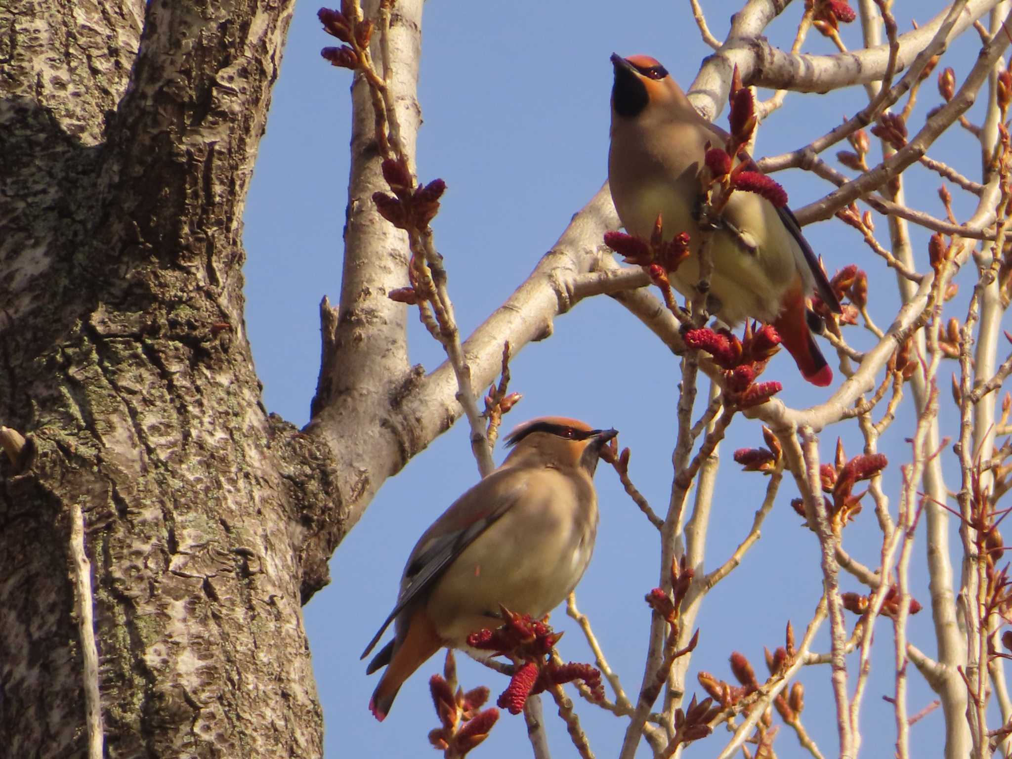 Japanese Waxwing